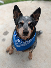 Texan by Nature Bandana